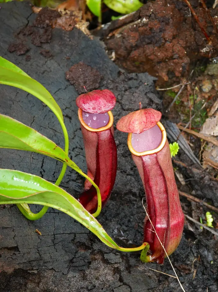 Common Swamp Pitcher-Plant (Nepenthes mirabilis)
