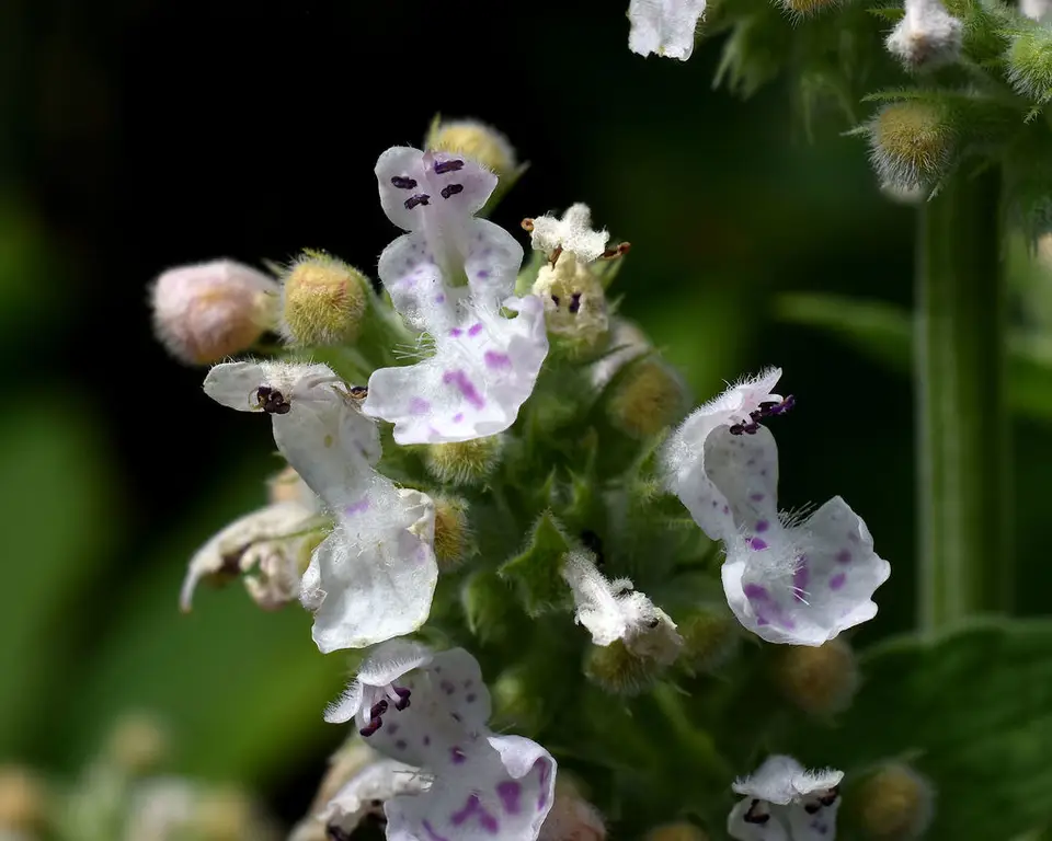 Catnip (Nepeta cataria)