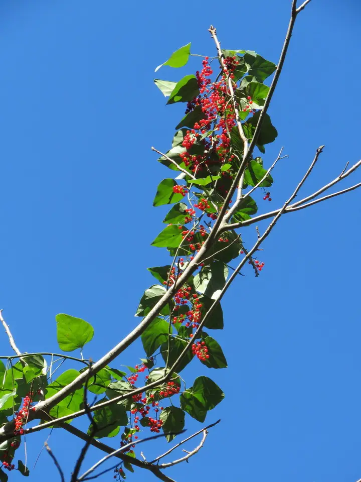 Carolina Snailseed (Nephroia carolina)