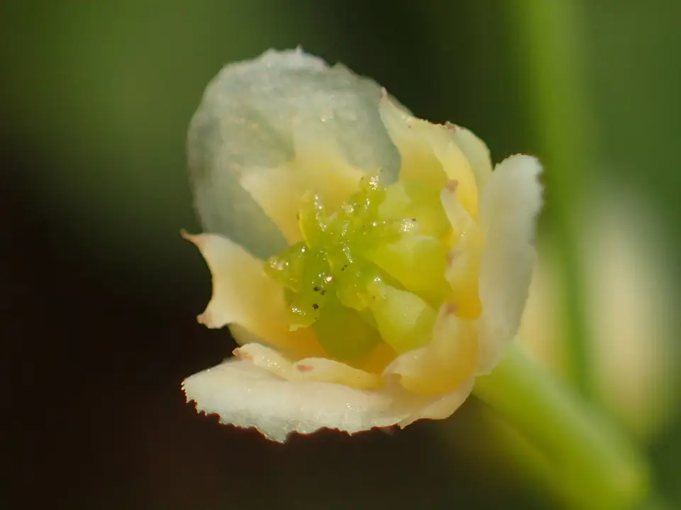 Queen Coralbead (Nephroia orbiculata)