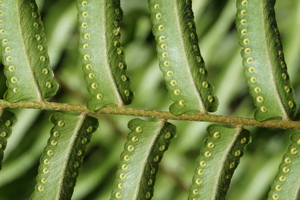 Broad Sword Fern (Nephrolepis biserrata)