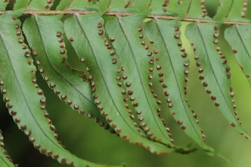 Brown's Sword Fern (Nephrolepis brownii)