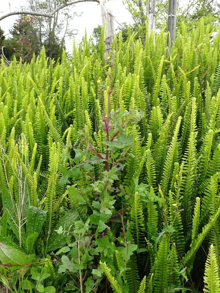 Fishbone Fern (Nephrolepis cordifolia)
