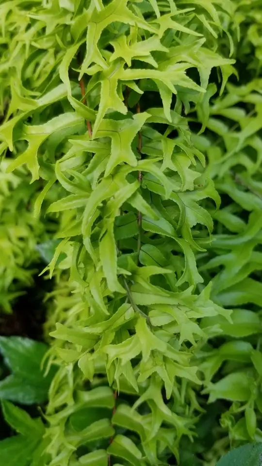 Fishtail Swordfern (Nephrolepis falcata)
