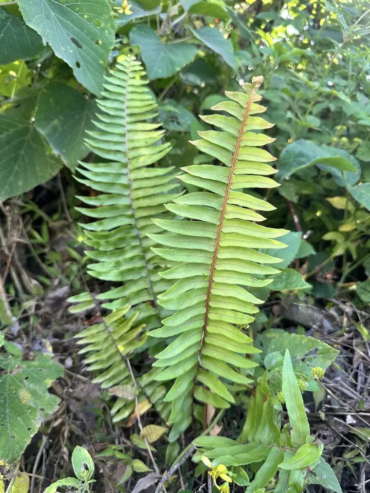 Rough Sword Fern (Nephrolepis hirsutula)