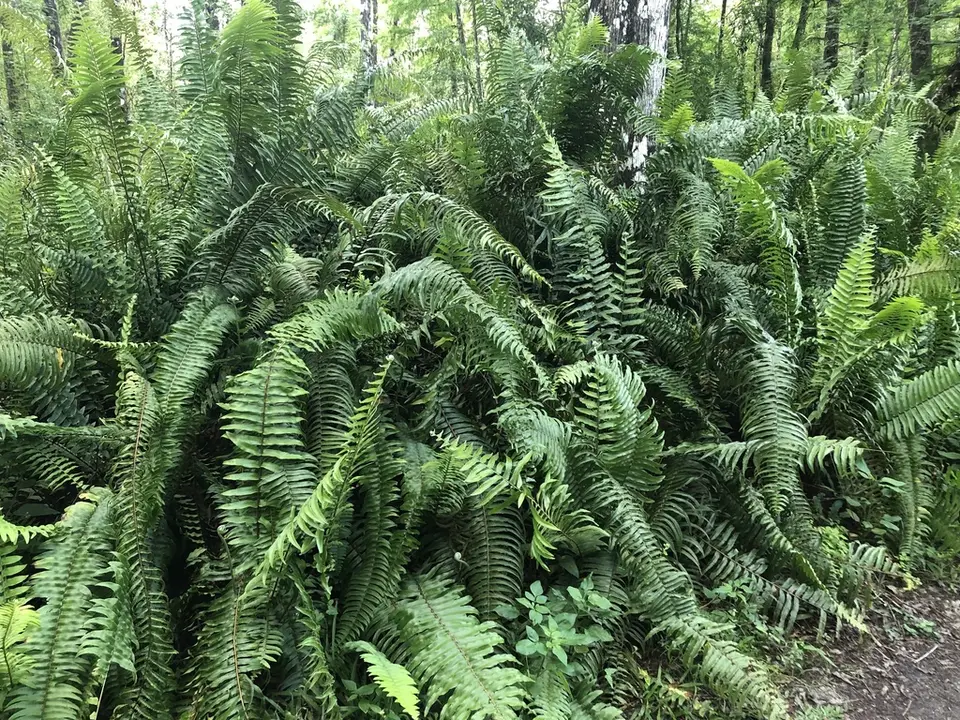 Averys Sword Fern (Nephrolepis × averyi)