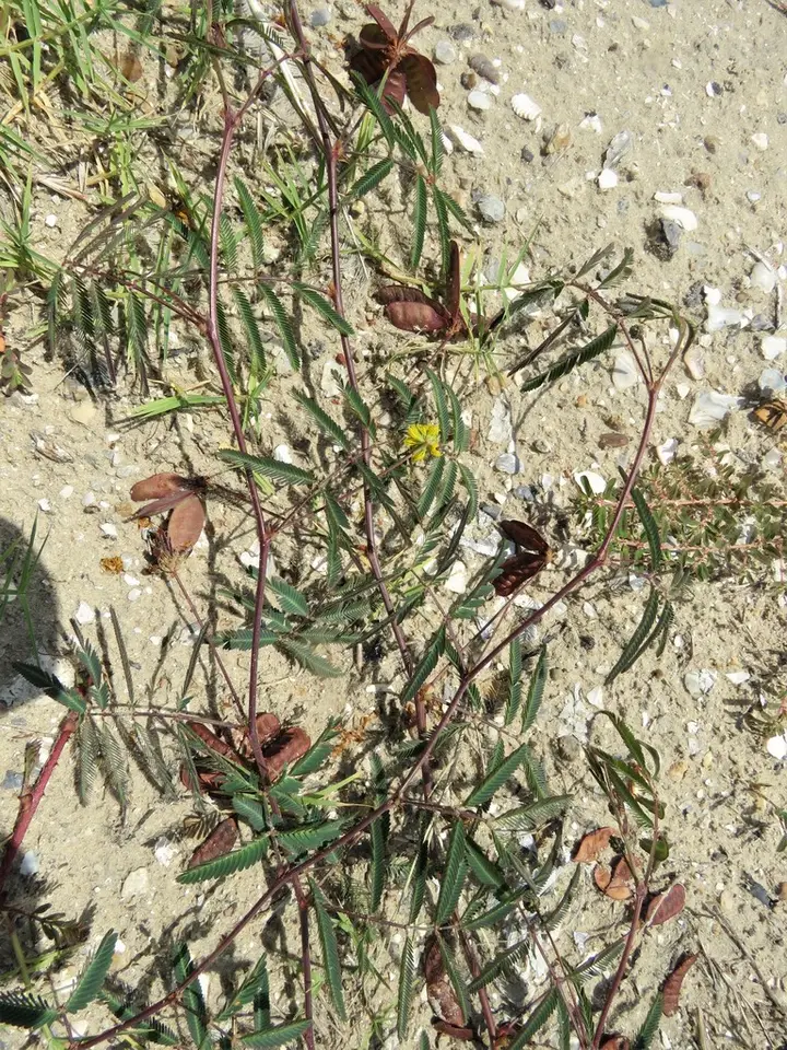 Tropical Puff (Neptunia pubescens)