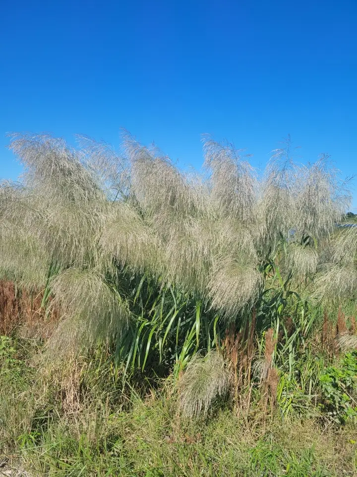 Burma Reed (Neyraudia reynaudiana)