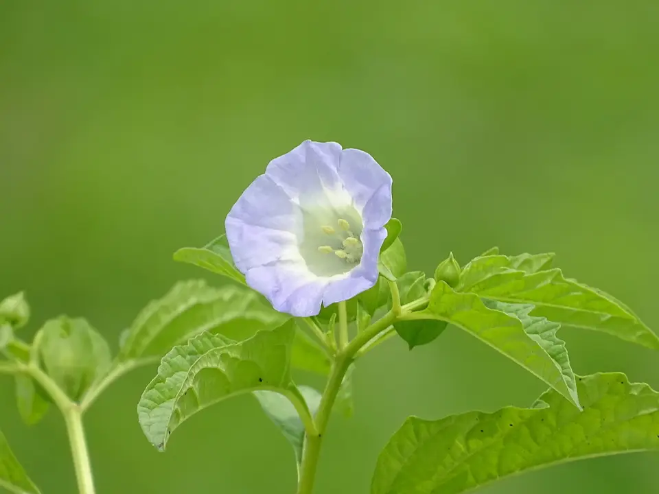 Apple-Of-Peru (Nicandra physalodes)