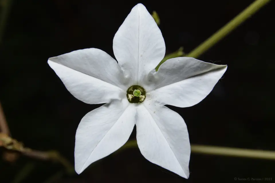 Long-Flower Tobacco (Nicotiana longiflora)