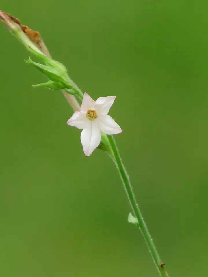 Tex-Mex Tobacco (Nicotiana plumbaginifolia)