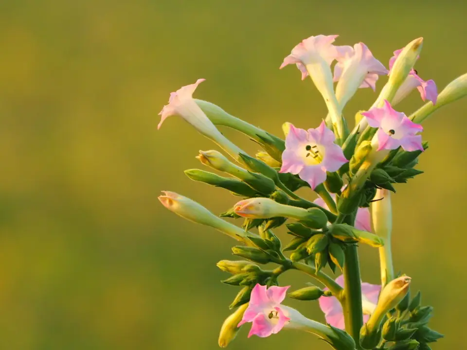 Cultivated Tobacco (Nicotiana tabacum)