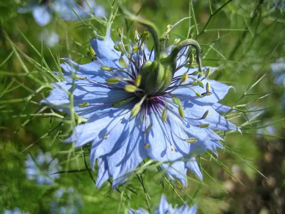 Love-In-A-Mist (Nigella damascena)