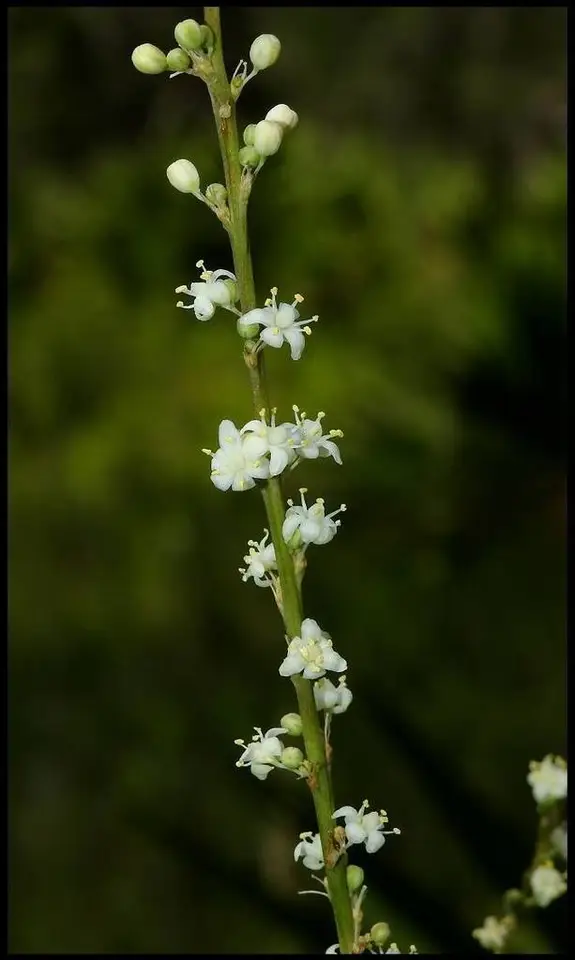 Florida Beargrass (Nolina atopocarpa)