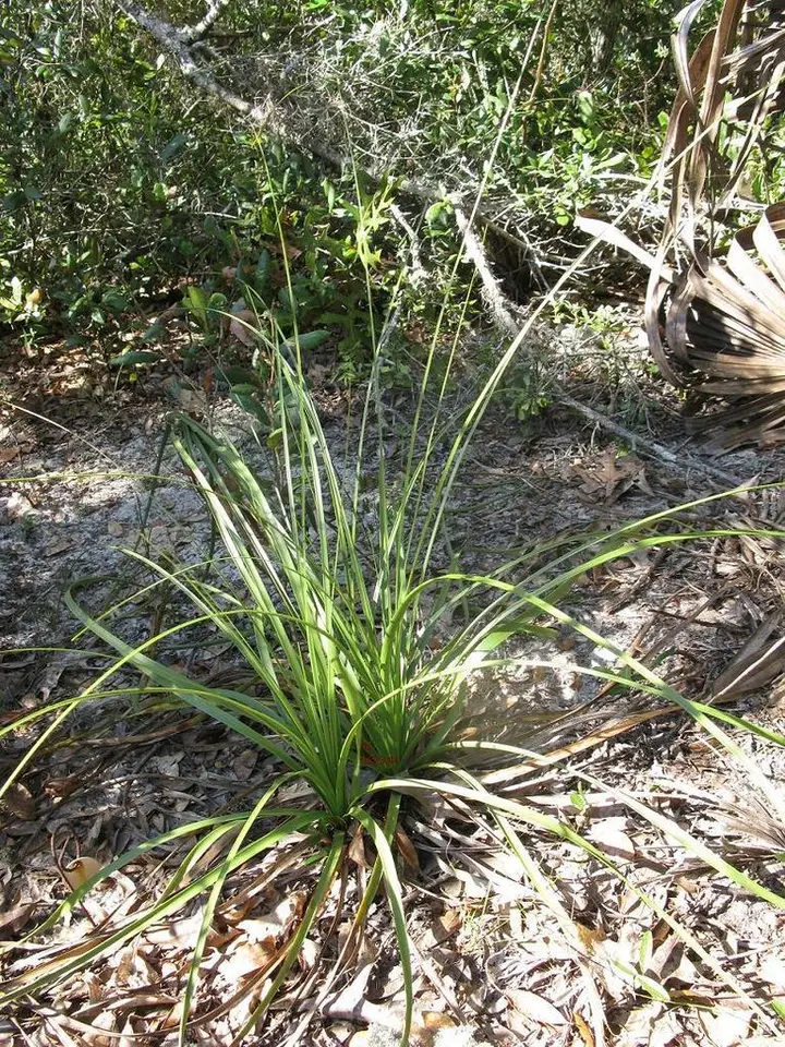 Britton's Beargrass (Nolina brittoniana)