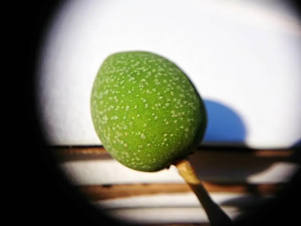 Madagascar Olive (Noronhia emarginata)