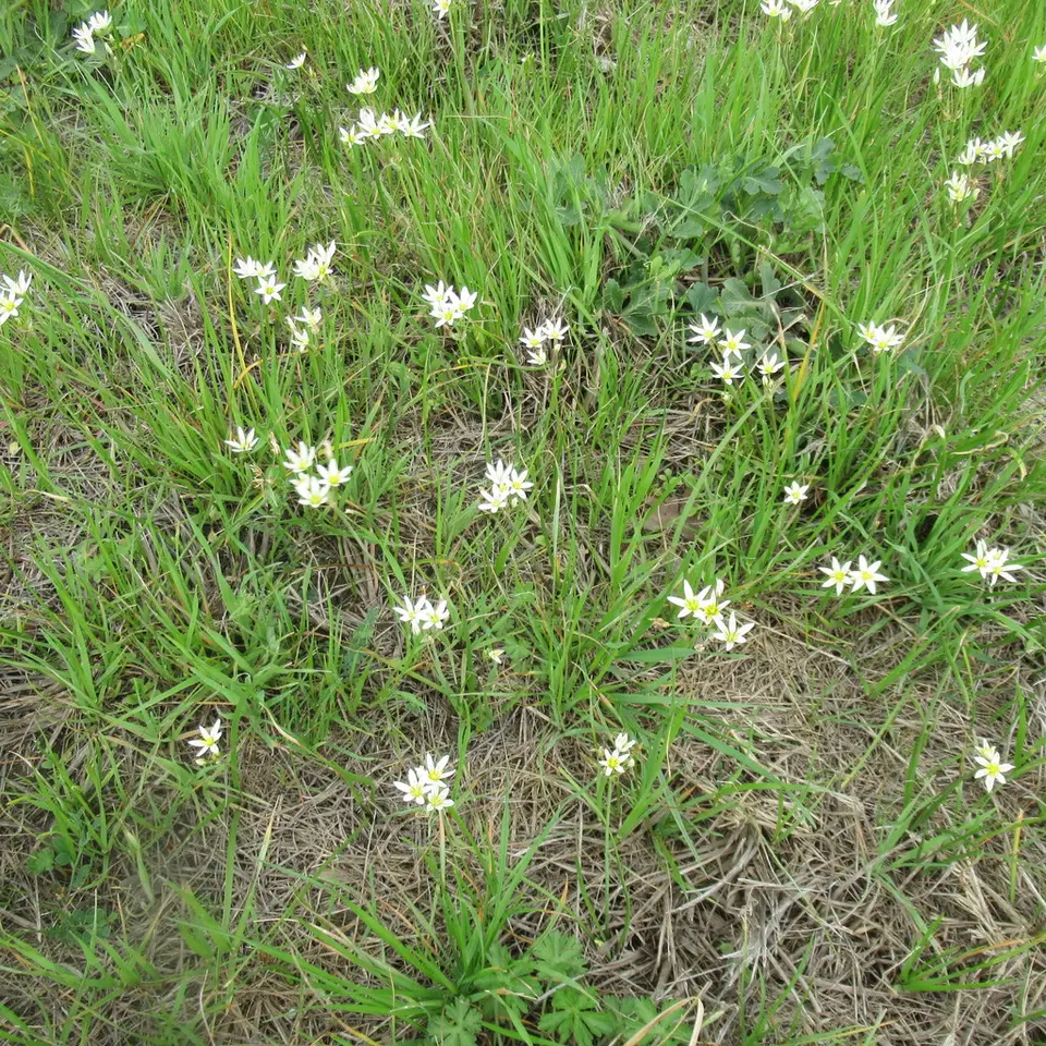 Crowpoison (Nothoscordum bivalve)