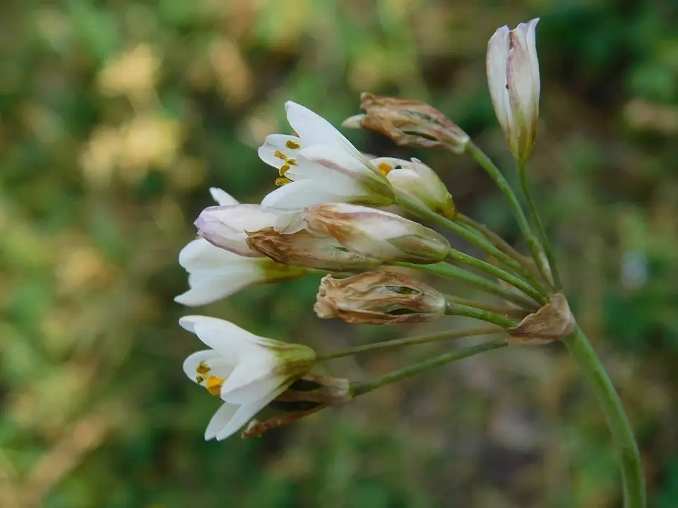 Onion Weed (Nothoscordum gracile)