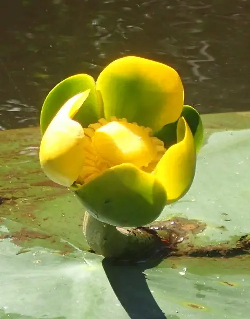 Spatterdock (Nuphar advena)