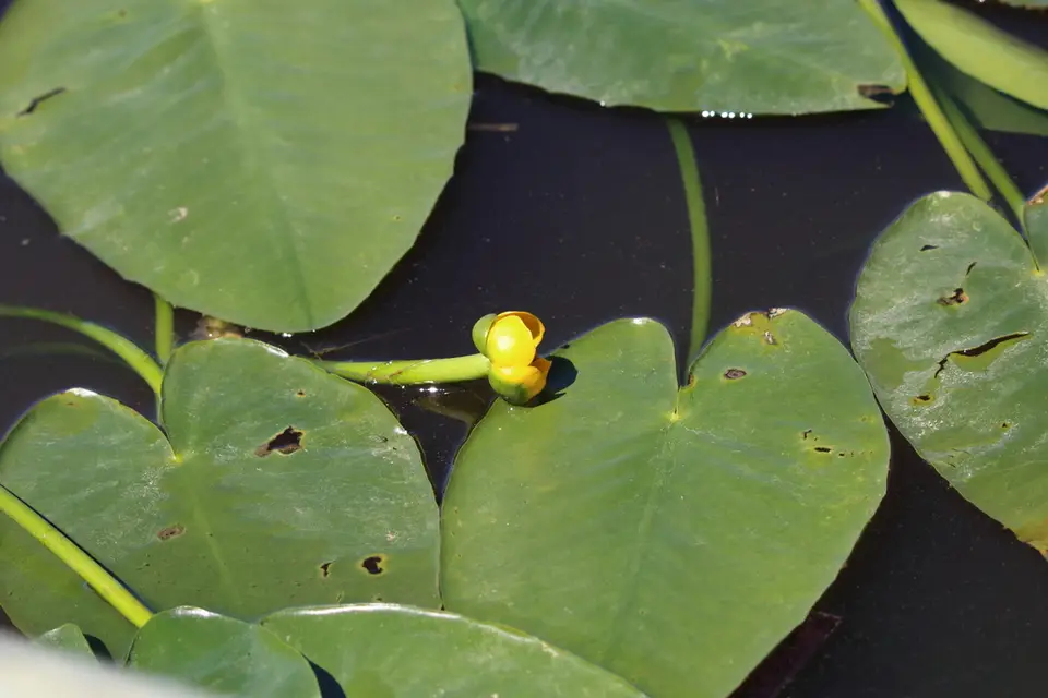 Nuphar ulvacea (Nuphar ulvacea)