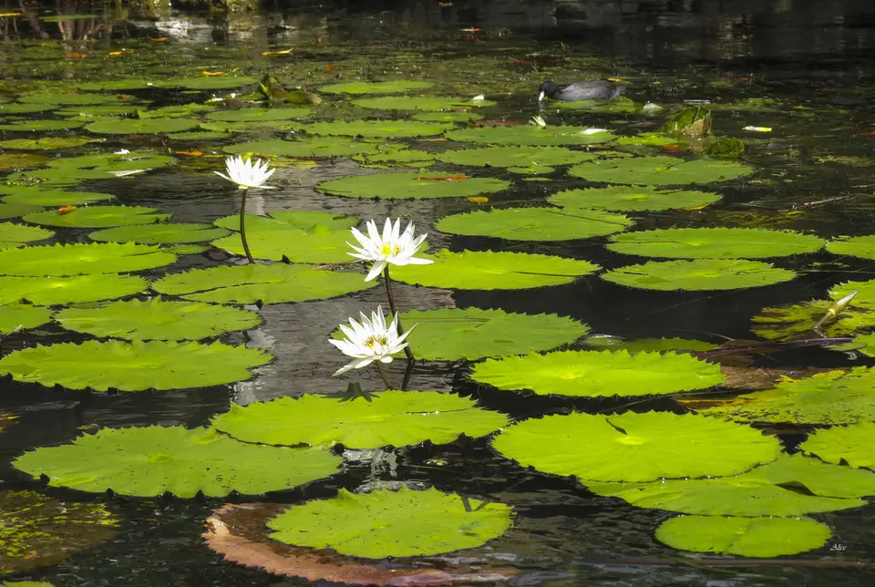 Dotleaf Waterlily (Nymphaea ampla)