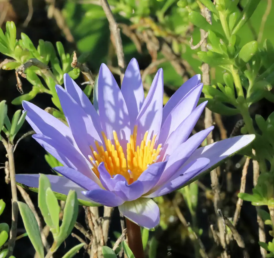 Tropical Royalblue Waterlily (Nymphaea elegans)