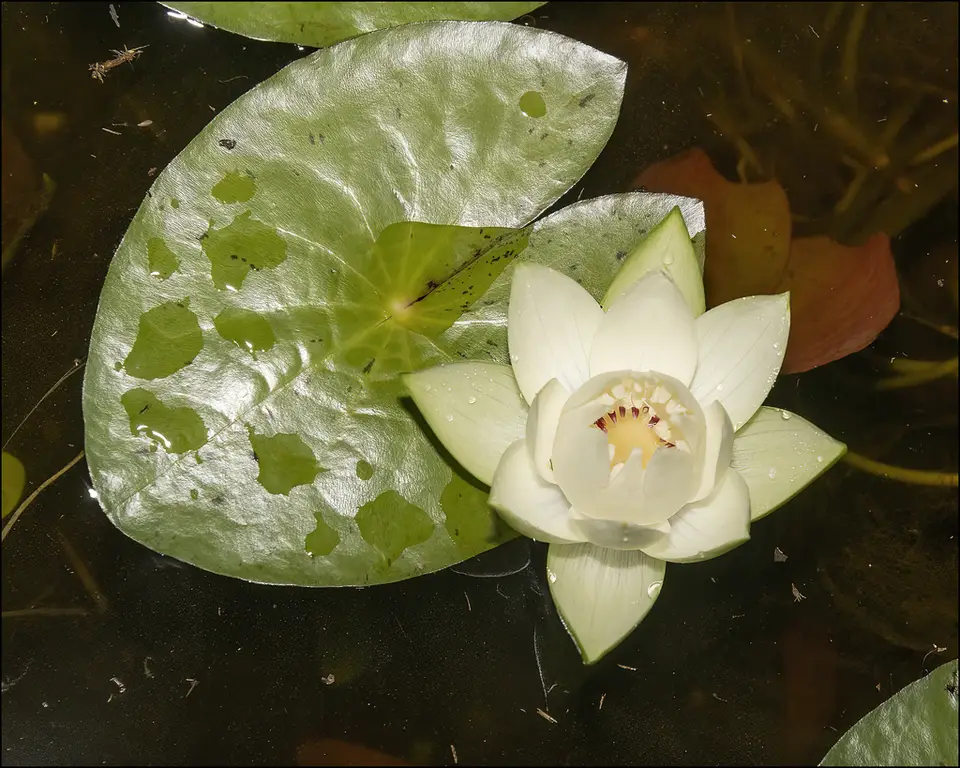 Jameson's Waterlily (Nymphaea jamesoniana)
