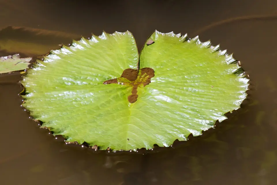 Egyptian White Water-Lily (Nymphaea lotus)