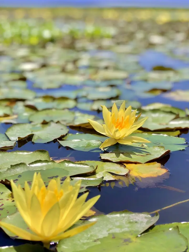 Yellow Waterlily (Nymphaea mexicana)