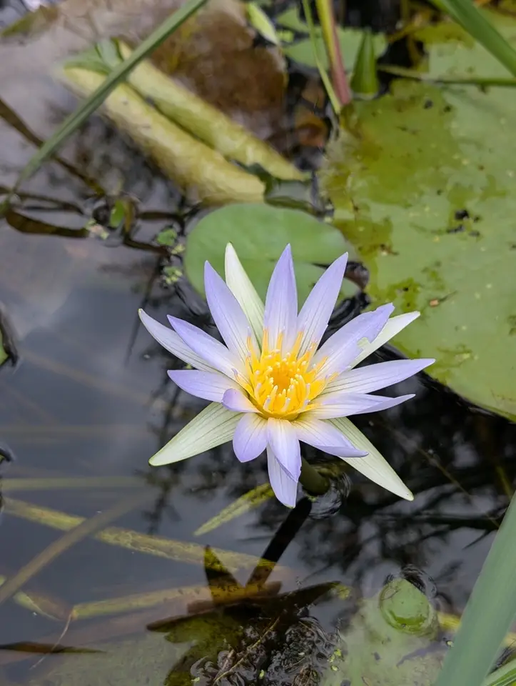 Day Waterlily (Nymphaea nouchali)