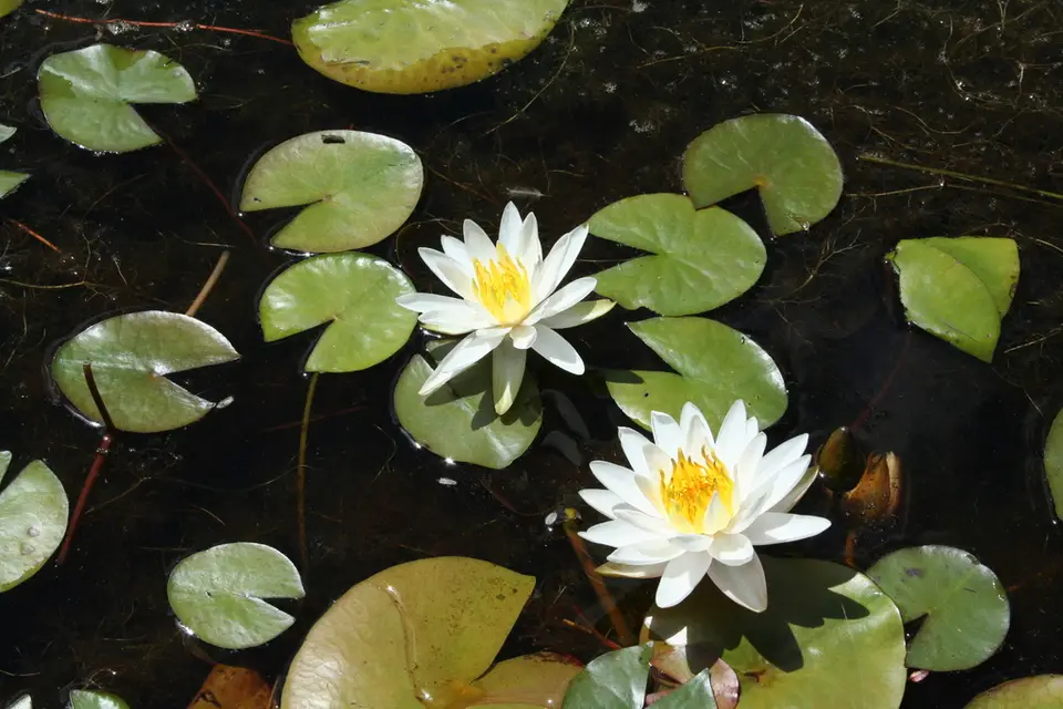 American White Waterlily (Nymphaea odorata)