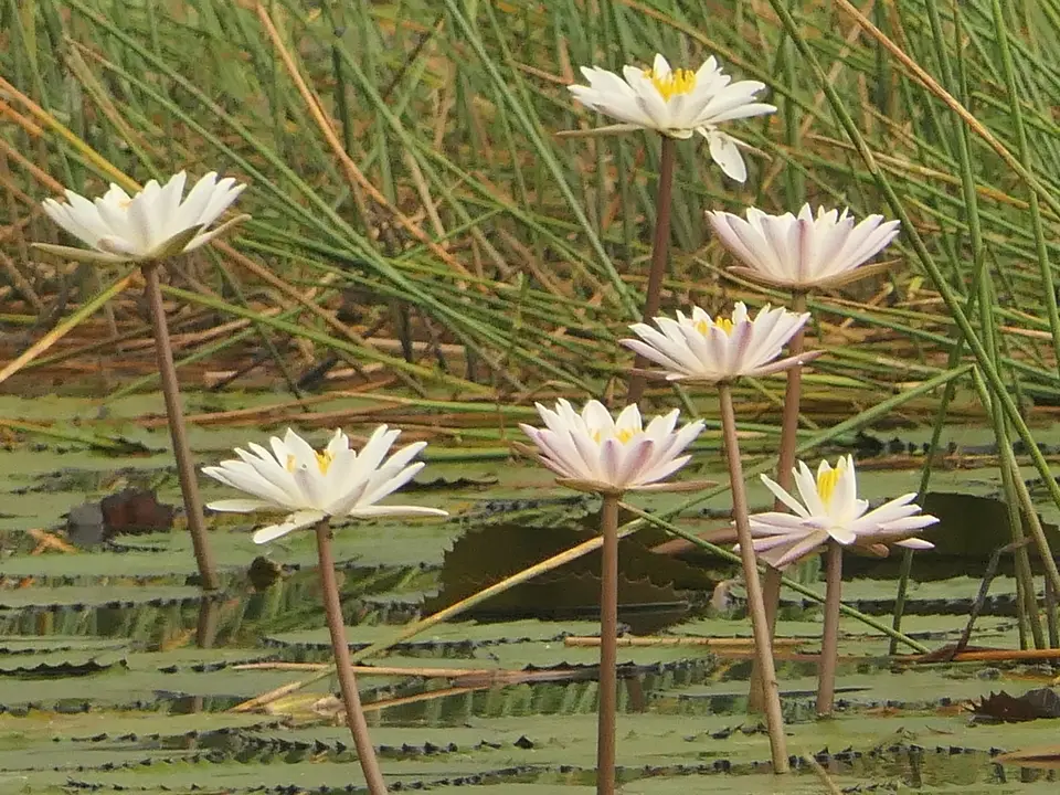 Hairy Water-Lily (Nymphaea pubescens)