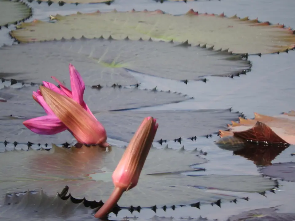 Red Water Lily (Nymphaea rubra)