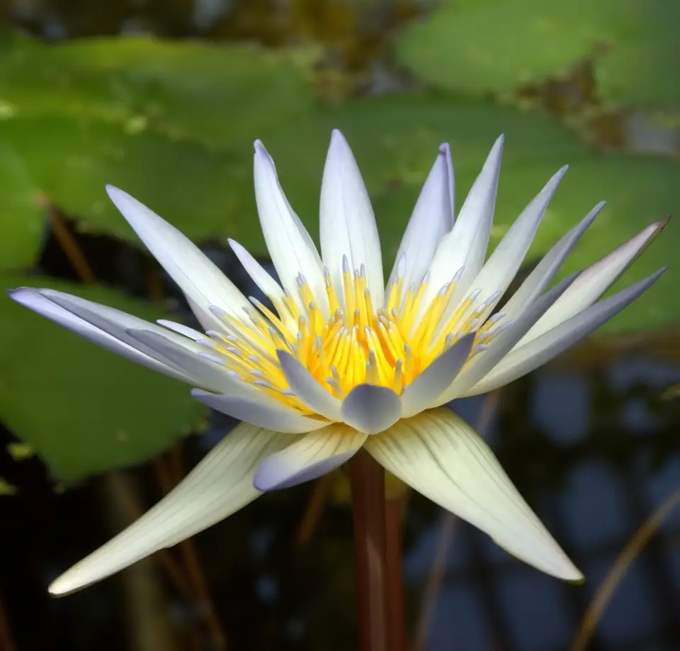 Nymphaea × daubenyana (Nymphaea × daubenyana)