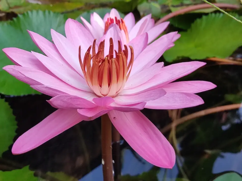 Nymphaea × rosea (Nymphaea × rosea)