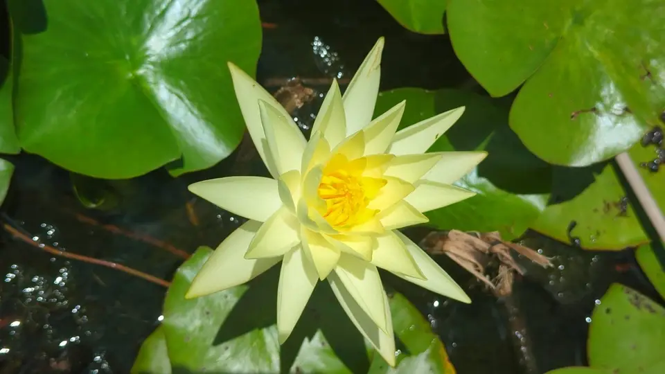 Nymphaea × thiona (Nymphaea × thiona)