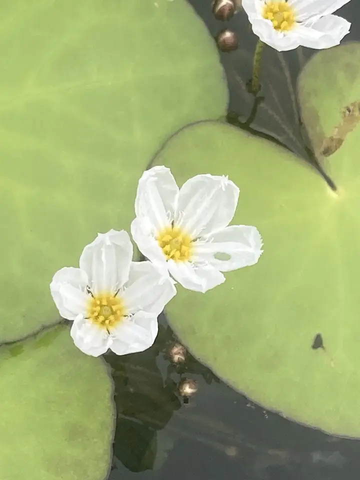 Big Floatingheart (Nymphoides aquatica)