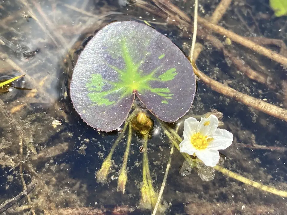 Little Floatingheart (Nymphoides cordata)