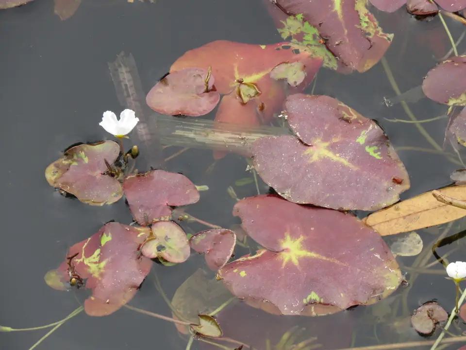 Crested Floating Heart (Nymphoides cristata)