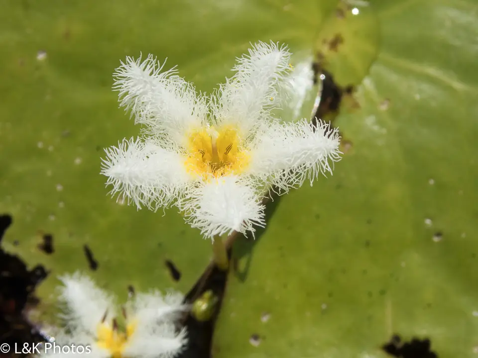 Floatingheart (Nymphoides humboldtiana)