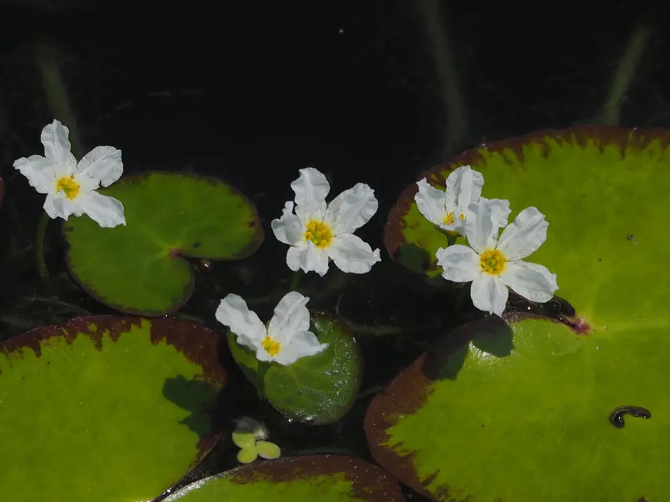 Crested Floating-Heart (Nymphoides hydrophyllum)