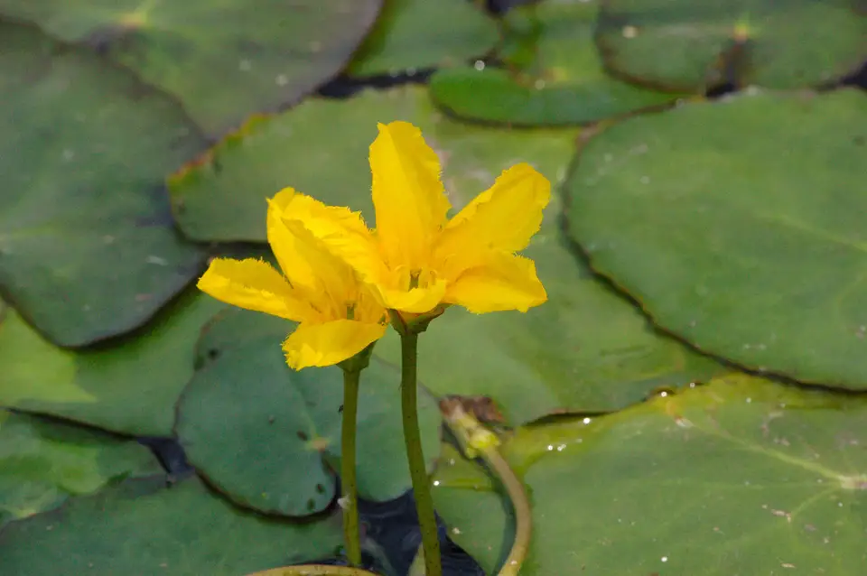 Water Fringe (Nymphoides peltata)