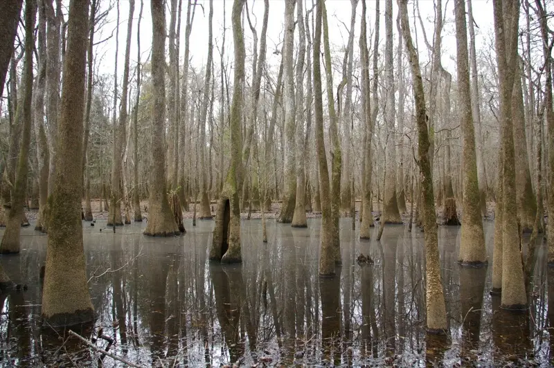 Water Tupelo (Nyssa aquatica)