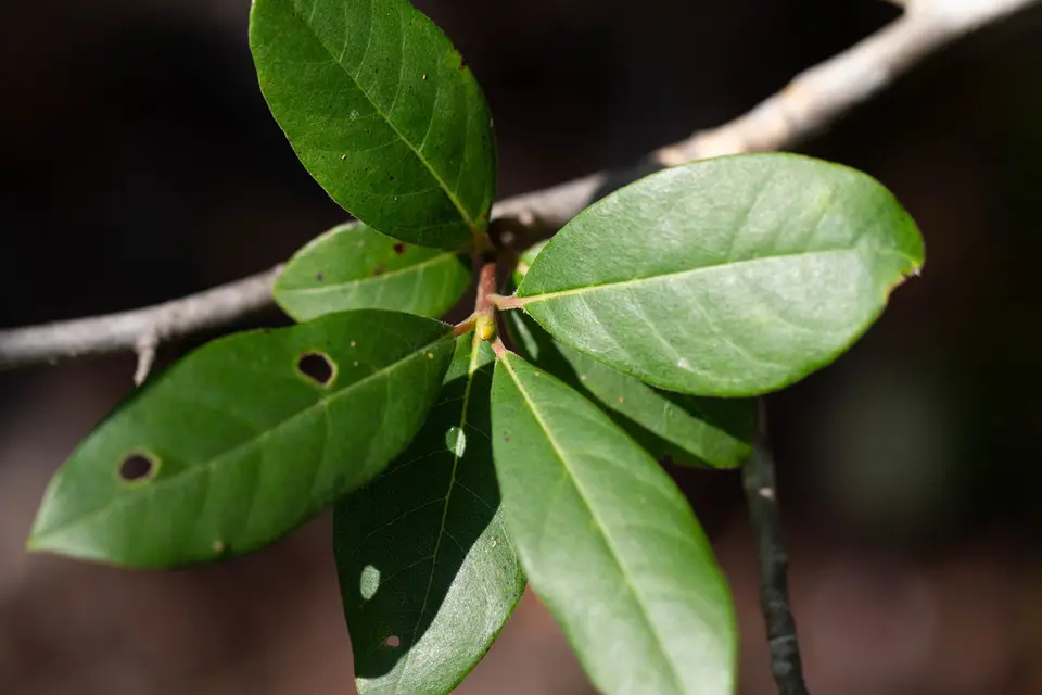 Swamp Tupelo (Nyssa biflora)