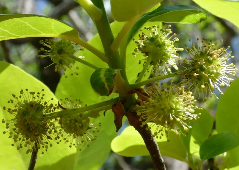White Tupelo (Nyssa ogeche)