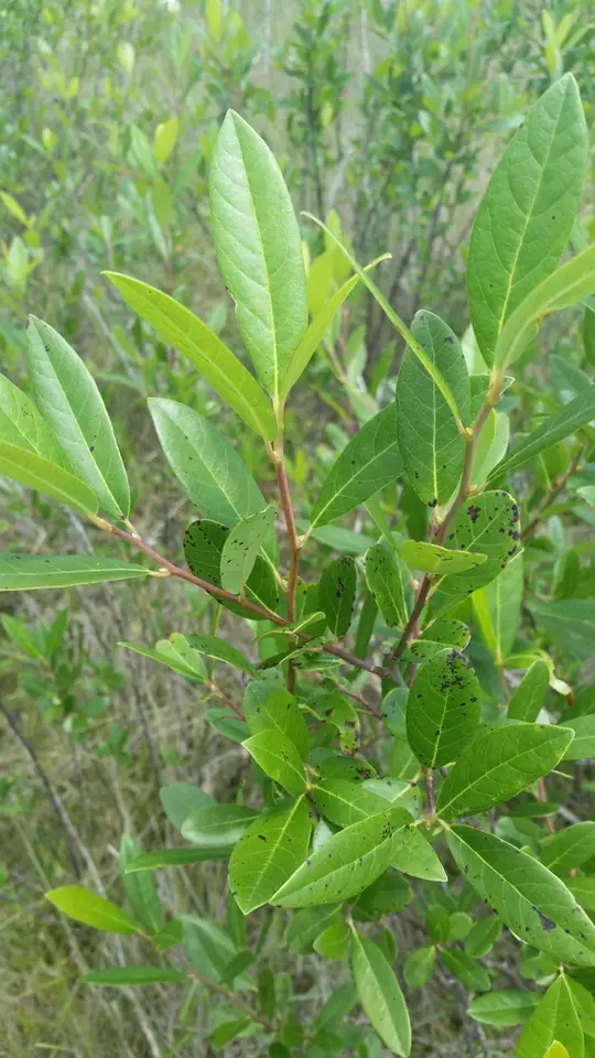 Bog Tupelo (Nyssa ursina)