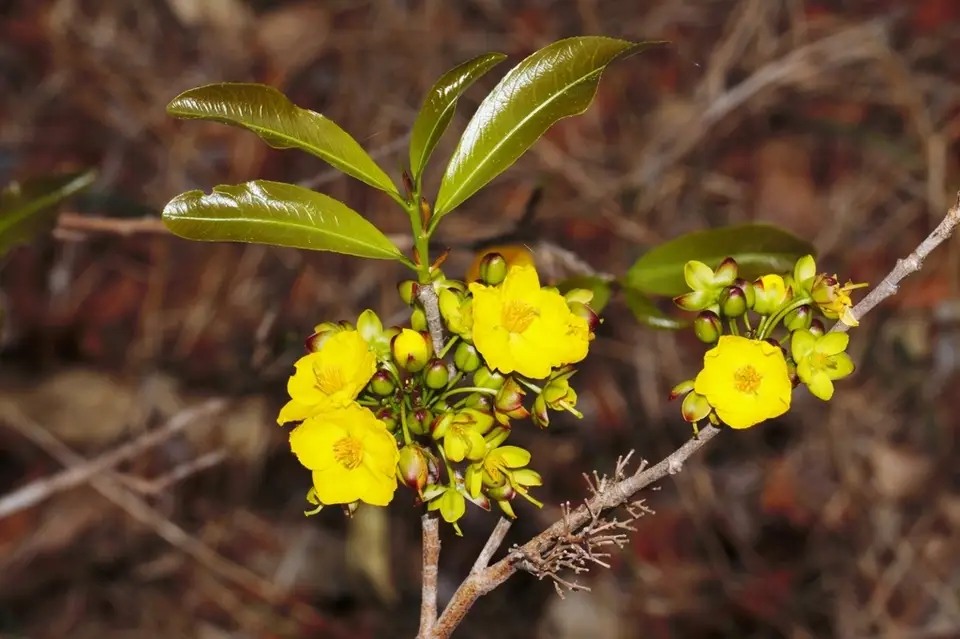 Ochna atropurpurea (Ochna atropurpurea)