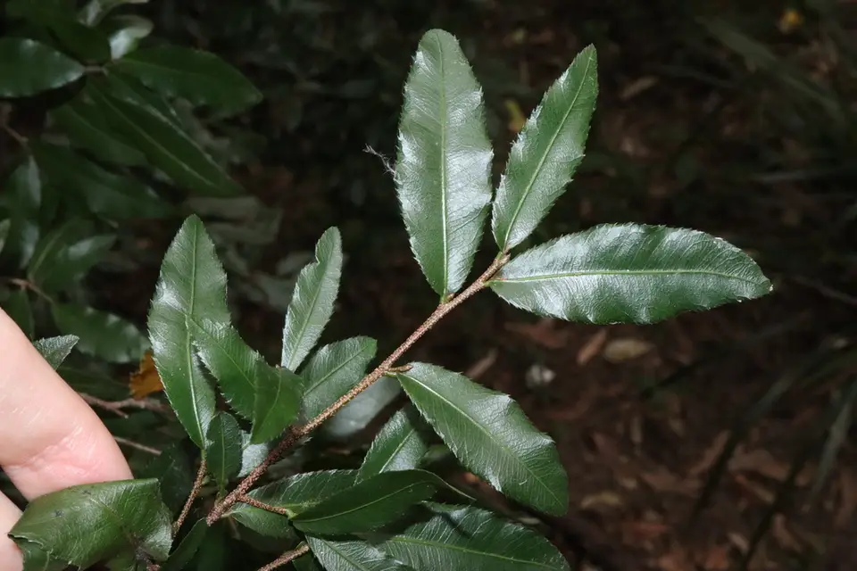 Small-Leaved Plane (Ochna serrulata)