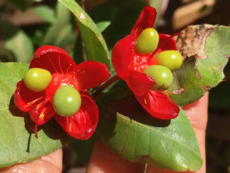 Mickey Mouse Plant (Ochna thomasiana)