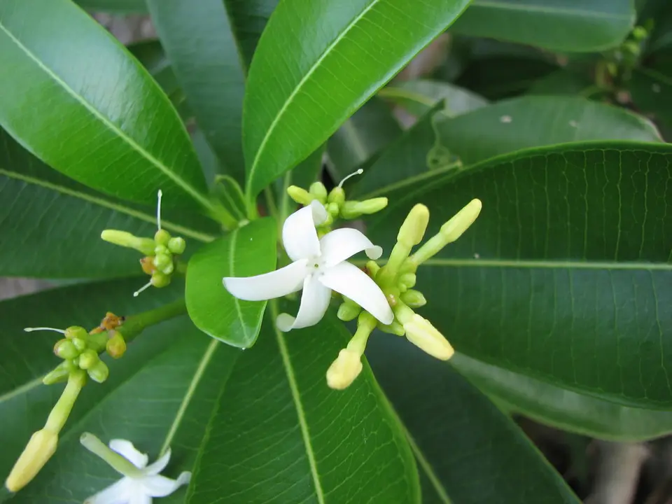 Elliptic Yellowwood (Ochrosia elliptica)
